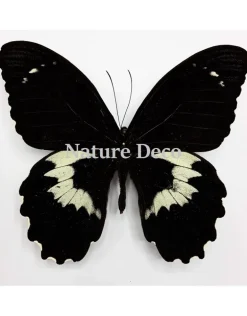 Ongeprepareerde Papilio Gambrisius Colossus