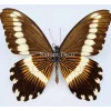 Ongeprepareerde Papilio Gallienus