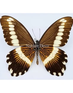 Ongeprepareerde Papilio Gallienus