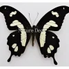 Ongeprepareerde Papilio Hesperus