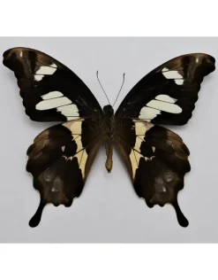 Ongeprepareerde Papilio Hesperus