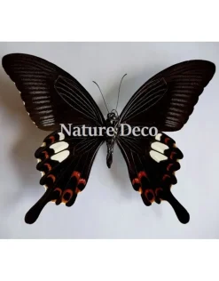 Ongeprepareerde Papilio Helenus