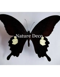 Ongeprepareerde Papilio Helenus