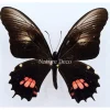 Ongeprepareerde Papilio Isidorus