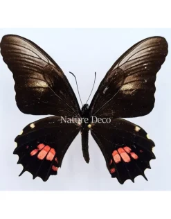 Ongeprepareerde Papilio Isidorus