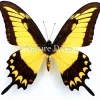 Ongeprepareerde Papilio Lycophron