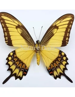 Ongeprepareerde Papilio Lycophron