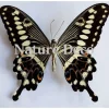 Ongeprepareerde Papilio Lormieri