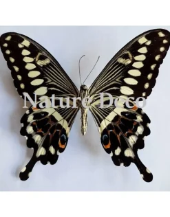 Ongeprepareerde Papilio Lormieri