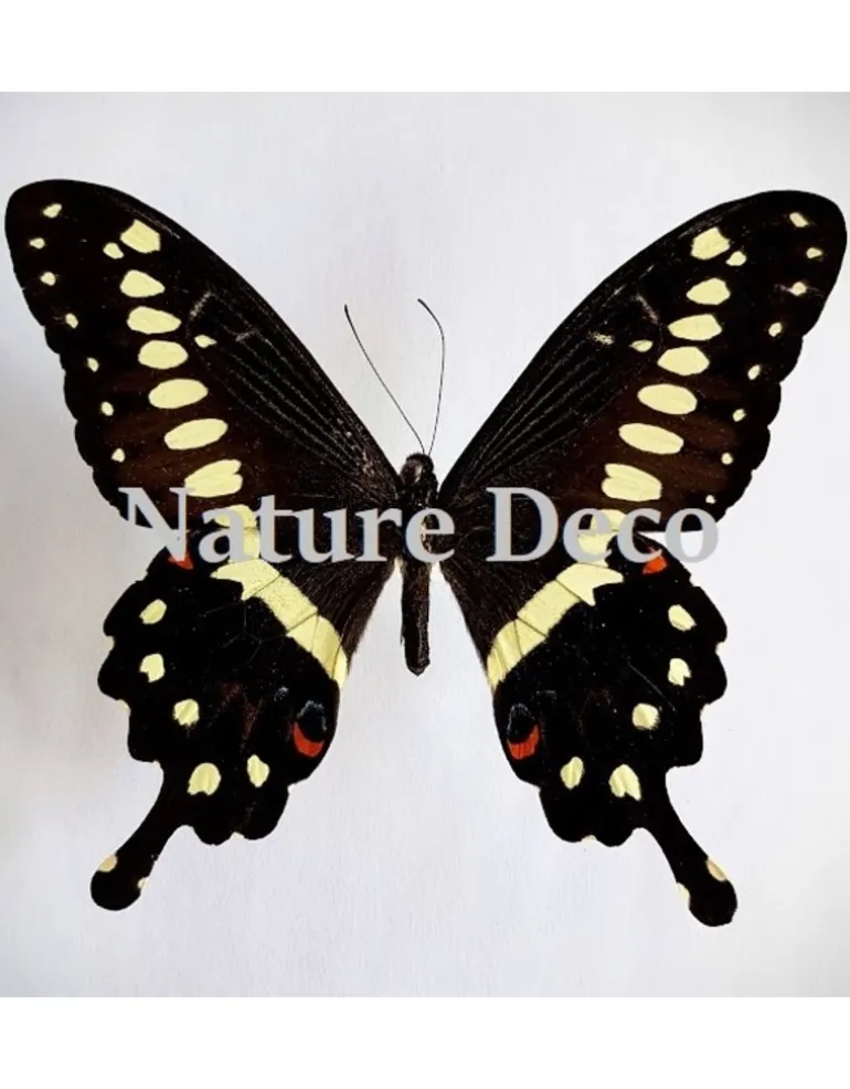 Ongeprepareerde Papilio Lormieri