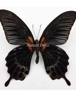 Ongeprepareerde Papilio Lowi