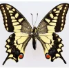 Ongeprepareerde Papilio Machaon (Koninginnenpage)