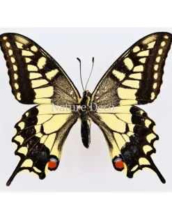 Ongeprepareerde Papilio Machaon (Koninginnenpage)
