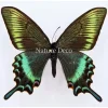 Ongeprepareerde Papilio Maackii (lente)
