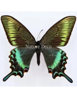 Ongeprepareerde Papilio Maackii (lente)