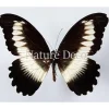 Ongeprepareerde Papilio Mechowianus