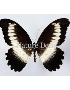 Ongeprepareerde Papilio Mechowianus
