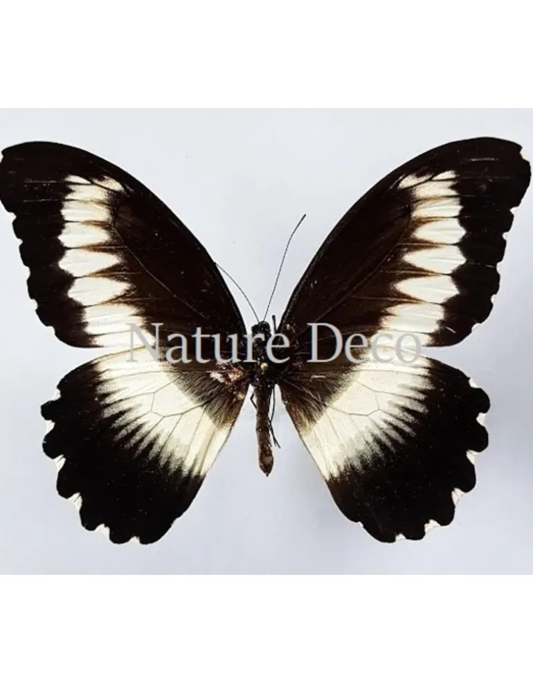 Ongeprepareerde Papilio Mechowianus