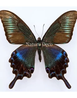 Ongeprepareerde Papilio Maackii (zomer)