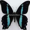 Ongeprepareerde Papilio Nireus