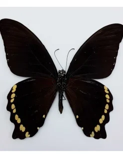 Ongeprepareerde Papilio Nireus