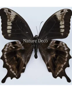 Ongeprepareerde Papilio Oribazus