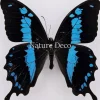Ongeprepareerde Papilio Oribazus B keus