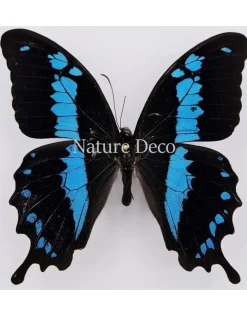 Ongeprepareerde Papilio Oribazus B keus