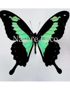 Ongeprepareerde Papilio Phorcas