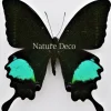 Ongeprepareerde Papilio Paris