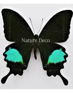 Ongeprepareerde Papilio Paris
