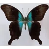 Ongeprepareerde Papilio Peranthus Adamantius