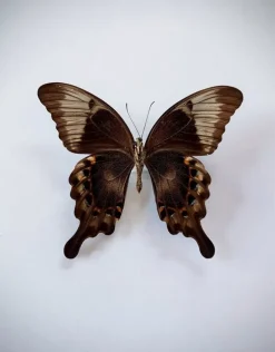 Ongeprepareerde Papilio Peranthus Adamantius