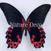Ongeprepareerde Papilio Rumanzovia