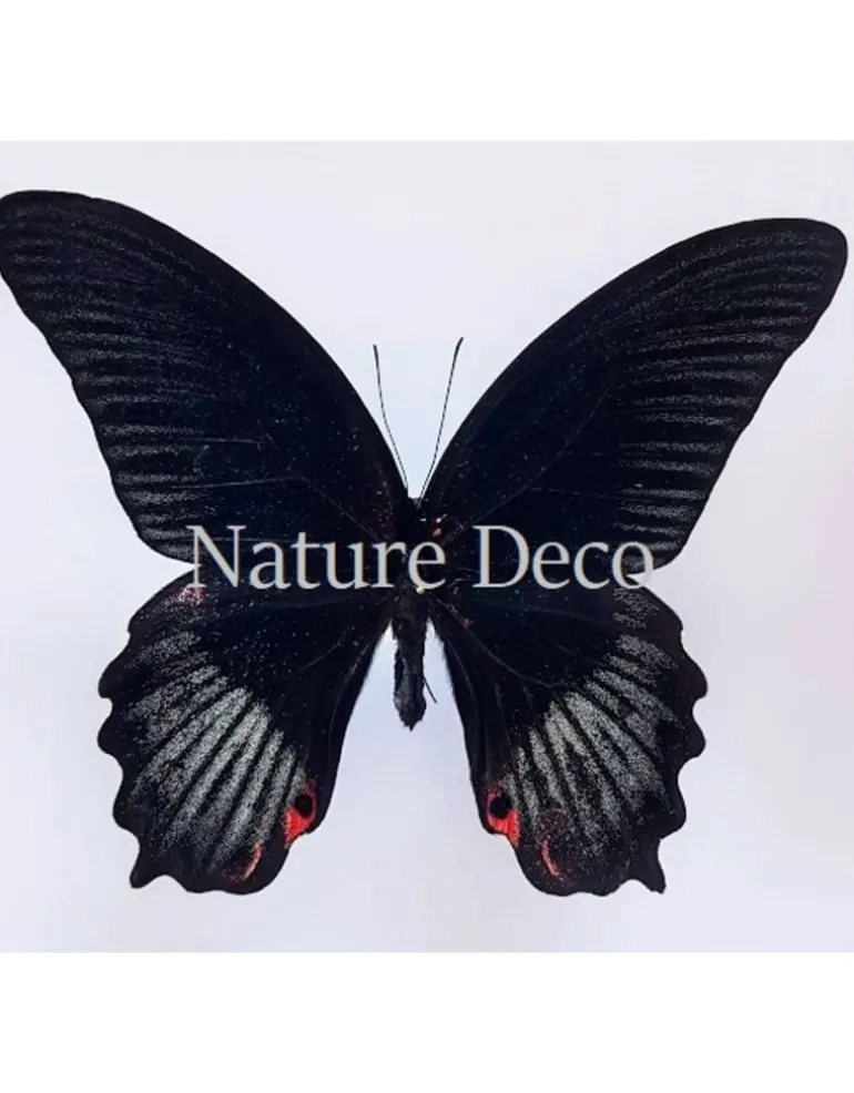 Ongeprepareerde Papilio Rumanzovia