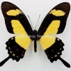 Ongeprepareerde Papilio Torquatus