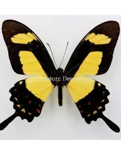 Ongeprepareerde Papilio Torquatus
