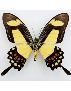 Ongeprepareerde Papilio Torquatus