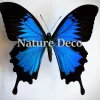 Ongeprepareerde Papilio Ulysses