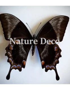 Ongeprepareerde Papilio Ulysses