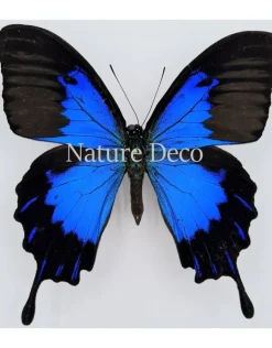 Ongeprepareerde Papilio Ulysses Telegonus