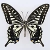 Ongeprepareerde Papilio Xuthus