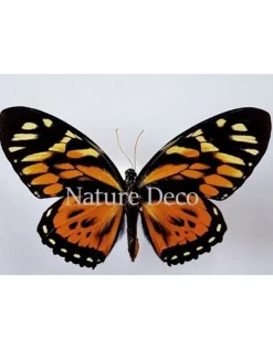 Ongeprepareerde Papilio Zagreus