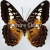 Ongeprepareerde Parthenos Sylvia
