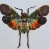 (On)geprepareerde Penthicodes Farinosa peleng