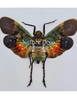 (On)geprepareerde Penthicodes Farinosa peleng