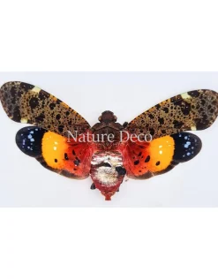 (On)geprepareerde Penthicodes Variegata