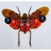 (On)geprepareerde Penthicodes Atomaria