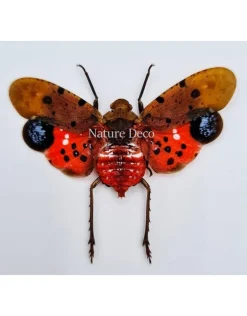 (On)geprepareerde Penthicodes Atomaria