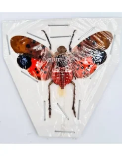 (On)geprepareerde Penthicodes Atomaria